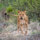 Lioness in Masai Mara, Kenya