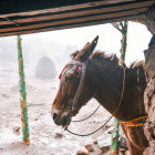 Mule in the Atlas Mountains, Morocco