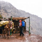 Mule in the Atlas Mountains, Morocco