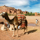 Camel at Ait Benhaddou in Morocco