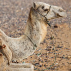 Camel in Essaouira, Morocco