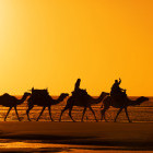 Camel trek on a beach in Morocco