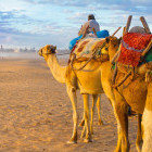 Camels in Essaouira, Morocco