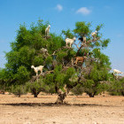 Goats in an argan tree, Morocco