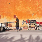 Mule and local in Marrakesh, Morocco