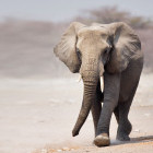 Elephant in Etosha National Park, Namibia