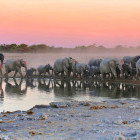 African elephant herd in Etosha National Park, Namibia