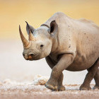 Black rhino in Etosha National Park, Namibia