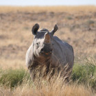 Black rhino in Namibia
