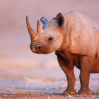 Black rhino in Etosha National Park, Namibia