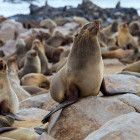 Cape fur seal in Cape Cross. Namibia