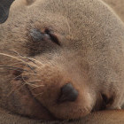 Cape fur seal in Cape Cross, Namibia