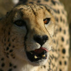 Cheetah at AfriCat Foundation in Okonjima Nature Reserve, Namibia.