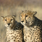 Cheetah at AfriCat Foundation in Okonjima Nature Reserve, Namibia.