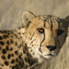 Cheetah at the AfriCat Foundation in Okonjima Nature Reserve, Namibia.