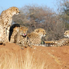 Group of cheetah at the AfriCat Foundation in Okonjima Nature Reserve, Namibia