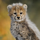 Cheetah cub in Namibia