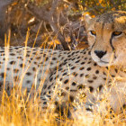 Cheetah in Etosha National Pak, Namibia