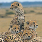 Cheetah family in Namibia