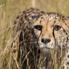 Cheetah in Namibia