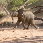 Desert-adapted elephant in Damaraland, Namibia