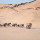 Desert-adapted elephant in Damaraland, Namibia