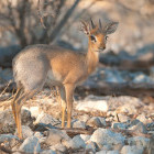 Dik-dik in Damaraland, Namibia