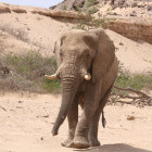 Elephant in Damaraland, Namibia.