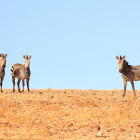 Hartmann's zebra in Damaraland, Namibia