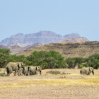 Desert elephants in Namibia
