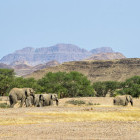 Desert elephants in Damaraland, Namibia