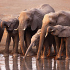 Elephants at a waterhole in Etosha National Park, Namibia