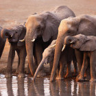Elephants at a waterhole in Etosha National Park, Namibia