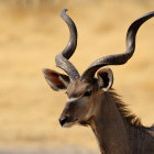 Greater kudu in Etosha National Park, Namibia