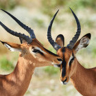 Black-faced impala in Etosha National Park, Namibia