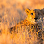 Cheetah in Etosha National Park, Namibia