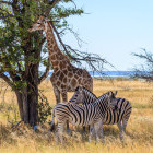 Giraffe and zebra in Etosha National Park, Namibia