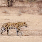 Leopard in Etosha National Park, Namibia