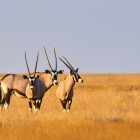 Oryx in Etosha National Park, Namibia