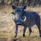 Warthog in Etosha National Park, Namibia