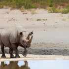 Black rhino in Etosha National Park, Namibia