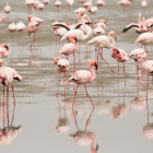 Flamingos in Walvis Bay, Namibia