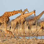 Giraffe at a waterhole in Etosha National Park, Namibia