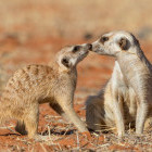 Pair of meerkats in the Kalahari Desert in Namibia