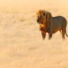 Lion in Etosha National Park, Namibia