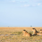 Lioness pride in Etosha National Park, Namibia