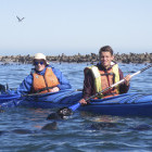 Seal kayaking at Pelican Point in Namibia