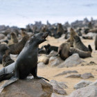 Cape fur seal at Cape Cross in Namibia