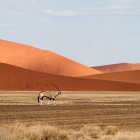 Oryx in Sossusvlei, Namibia