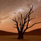 Silhouette of a tree at night in Dead Vlei, Sossusvlei in Namibia